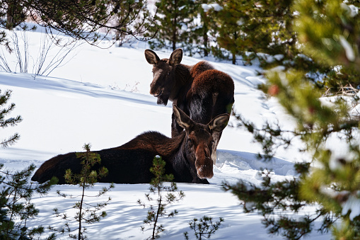Moose with calfs at the meadow, Grand Teton park