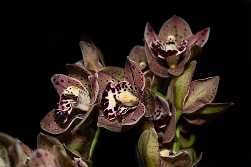 Close-up of flowering orchids of the genus cymbidium against a dark background.