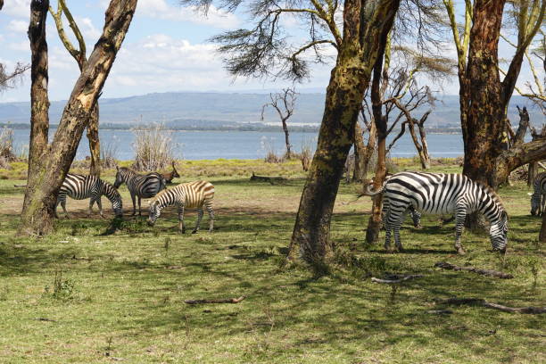 istock Kenya - Lake Naivasha - Crescent Island - Zebra 1469804003