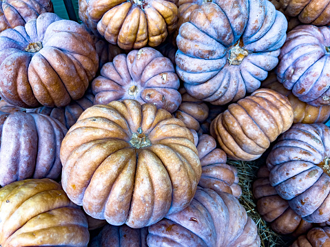 Diverse assortment of pumpkin background with copy space. Autumn harvest. A large pile of fresh picked pumkins for sale at a farm. Halloween vegetable. Thanksgiving