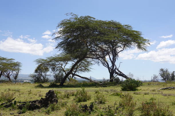 istock Kenya - Lake Naivasha - Crescent Island 1469804472