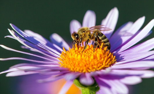 bee or honeybee in Latin Apis Mellifera, european or western honey bee sitting on the blue yellow violet or purple flower