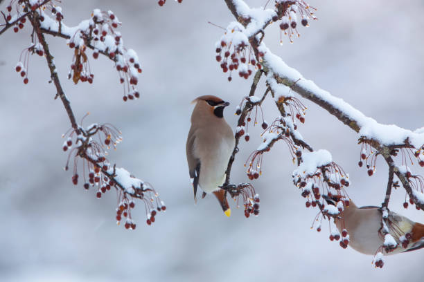 istock Japanese waxwing on the toringo crabapple tree. 1469805371