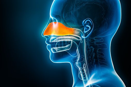 Xray lateral or profile view of the nasal cavity 3D rendering illustration with male body contours. Human nose anatomy, sinusitis, medical, biology, science, medicine, healthcare concepts.