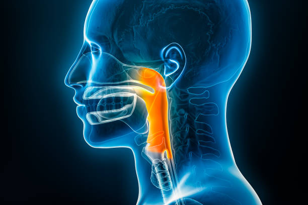 рентгеновский боковой или профильный вид глотки 3d рендеринг иллюстрации с мужскими контурами тела. анатомия человека, медицина, биология, � - nasopharynx стоковые фото и изображения