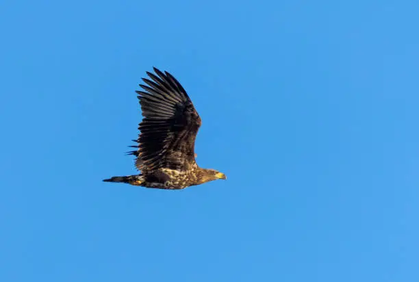 Flying white-tailed eagle (Haliaeetus albicilla) against a blue sky.