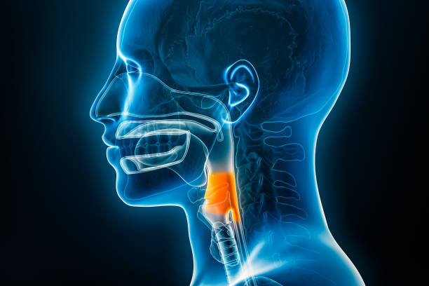 vista laterale o di profilo a raggi x della laringofaringe o dell'ipofaringe illustrazione di rendering 3d con contorni del corpo maschile. anatomia umana, medicina, biologia, scienza, medicina, concetti sanitari. - modello anatomico foto e immagini stock