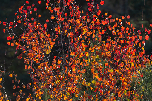 Red leaves of a Populus tremula, common aspen in autumn.