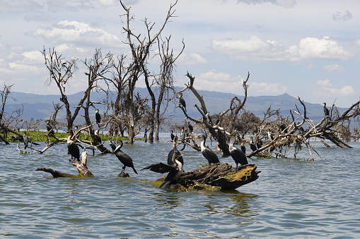 Birds  in Kenya at Lake Naivasha, Crescent Island