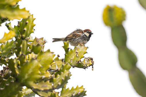 A sparrow species resting in the warm climate of the Spanish Canarys.