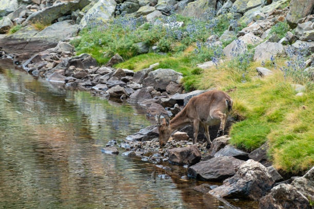 istock Mountain goat drinking water in a lake 1469805813