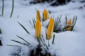 Crocus is a genus of seasonal flowering plants in the family Iridaceae (iris family) comprising about 100 species of perennials growing from corms. Crocus chrysanthus, the snow crocus or golden crocus.