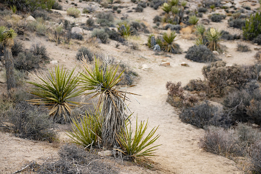 This is a photograph of a sandy trail through the Mojave desert landscape in California’s Joshua Tree national park in spring.