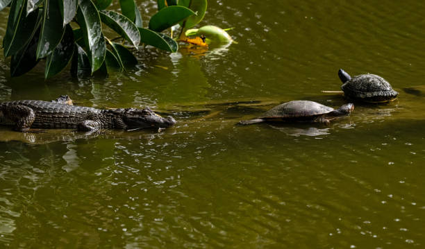 istock Crocodile or Alligator resting on a pond with turtles around 1469806494