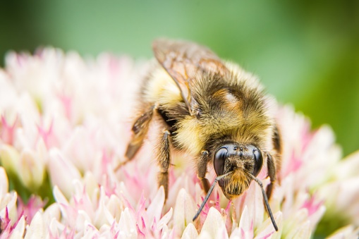 Pink and purple coneflowers in the garden with a bee collecting nectar.