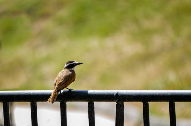 istock Great Kiskadee perched with green background on a sunny day 1469806550