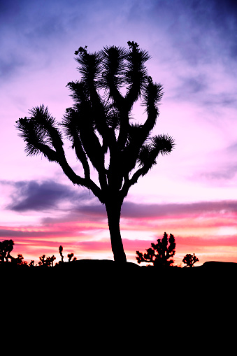 This is a photograph of a Joshua tree at sunset in the desert landscape of the California national park in spring.