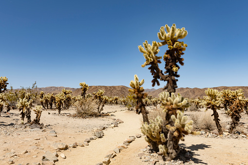 This is a photograph of a teddy bear cholla cactus growing in the desert  of the Joshua Tree National Park, California in spring.