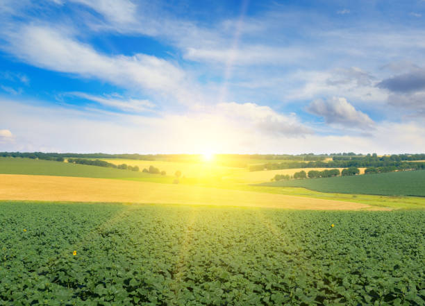 istock Dawn over field with sprouts sunflower and wheat 1469806790