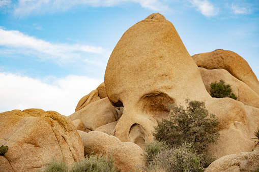This is a photograph of the Skull rock formation in the desert landscape of Joshua Tree national park in spring.