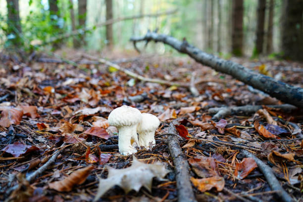 zbliżenie białych grzybów w leśnym podszycie - mushrooms mushroom fungus fungi undergrowth zdjęcia i obrazy z banku zdjęć