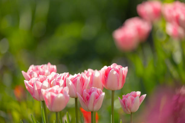 крупный план розовых и белых тюльпанов в полном расцвете - hawkbit стоковые фото и изображения