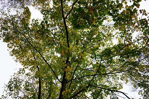 Looking up at a lush green tree canopy