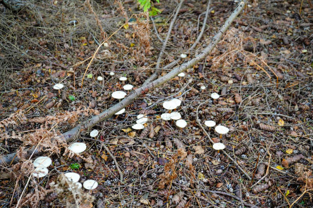 zbliżenie białych grzybów w leśnym podszycie - mushrooms mushroom fungus fungi undergrowth zdjęcia i obrazy z banku zdjęć