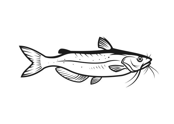 Catfish outline silhouette Stylized catfish silhouette - cut out outline vector icon catfish stock illustrations