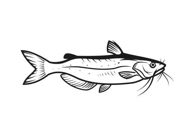 Vector illustration of Catfish outline silhouette