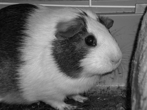 cute photograph of a guinea pig