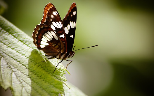 Details of butterfly wings