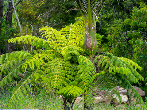 New Zealand fern tree