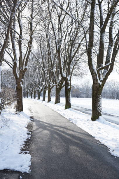 istock Paved path for walking between the trees. Walking path in winter. Snow-covered fields and an alley for walking between trees. Walking path along the alley in winter. 1469808907