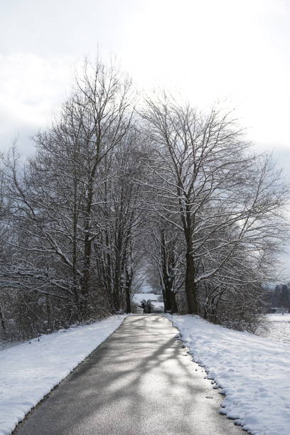 istock Paved path for walking between the trees. Walking path in winter. Snow-covered fields and an alley for walking between trees. Walking path along the alley in winter. 1469808937
