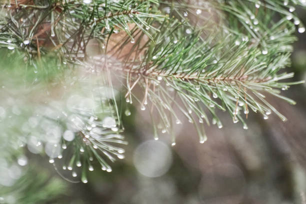 istock Close up of wet pine tree during winter 1469810125