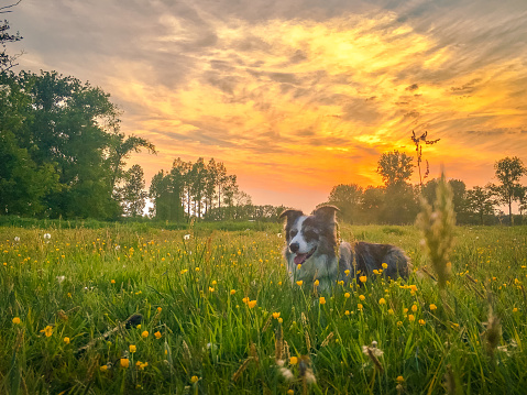 Dog at sunset Strabrechtse Heide