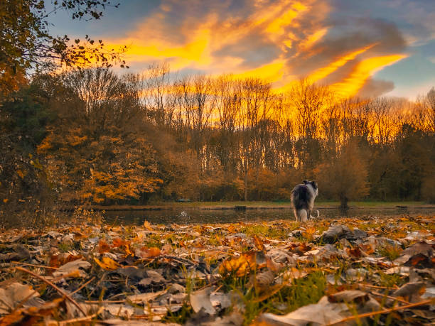istock Border collie starting at autumn sunset 1469811062