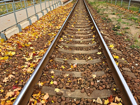 Railway line extending into the distance and many yellow leaves in autumn.