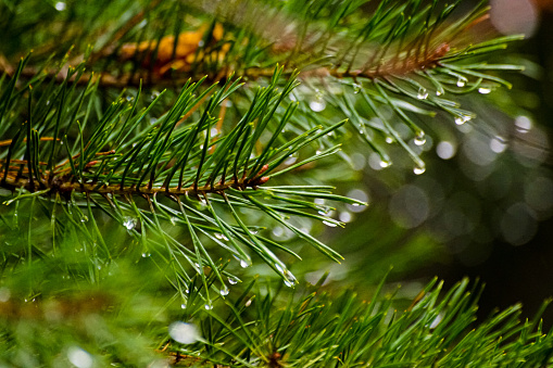 Close up of wet pine tree during rainy season