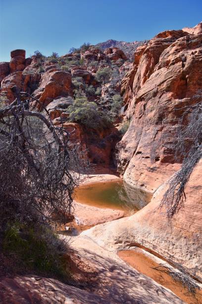 istock Snow Canyon State Park Red Sands views from hiking trail  Cliffs National Conservation Area Wilderness St George, Utah, United States. 1469811795
