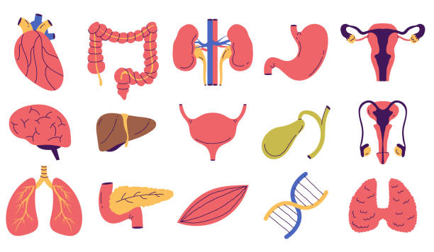 Human internal organs doodle line art style isolated set. Vector graphic design element illustration Human internal organs doodle line art style isolated set. Vector graphic design element phallic object stock illustrations
