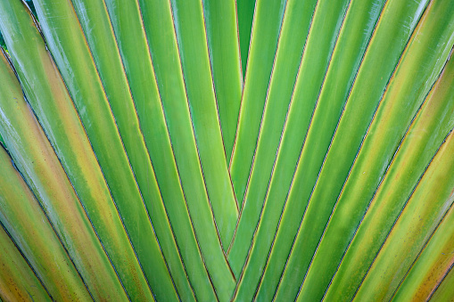 Tropical fern that grows in the pattern of a fan