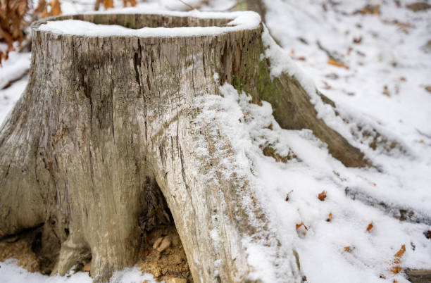 istock Snowy New England Tree in Winter 1469813229