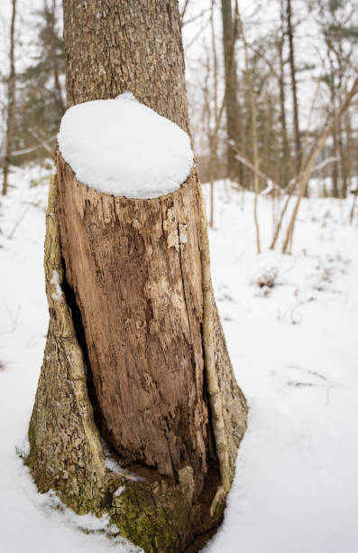 istock Snowy New England Tree in Winter 1469813311