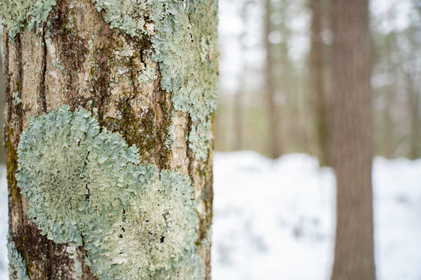 A snow covered tree in a wintery New England Forest.