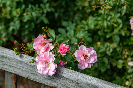 Horizontal high angle closeup extreme closeup photo of green leaves, rosebuds and an opening pastel pink toned rose flower growing on a bush in an organic garden in Spring. Armidale, New England high country, NSW. Soft focus background.