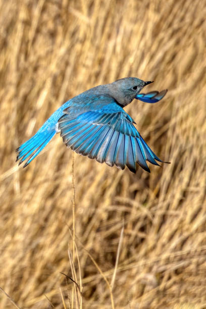 горная синяя птица в полете, дельта, британская колумбия, канада - mountain bluebird bird bluebird blue стоковые фото и изображения