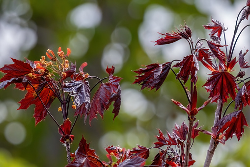 Acer platanoides Crimson King or Norway maple tree red leaves in the garden design.