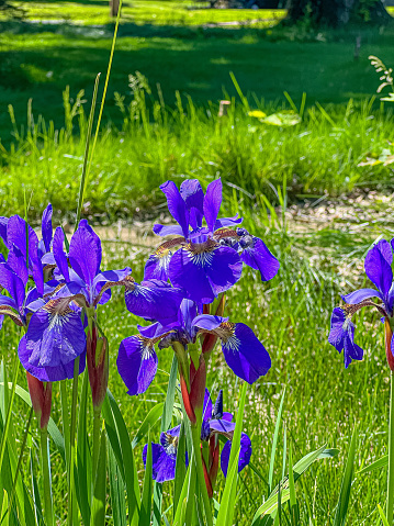 Detailed photos of flowers and other types of vegetation.